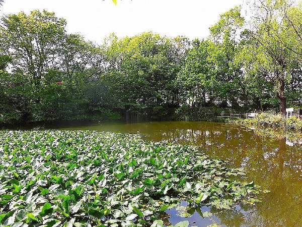 菊名池公園(妙蓮寺駅徒歩3分の、池を囲んだのどかな公園です。春には桜が楽しめ、夏にはプールが賑わっています。)