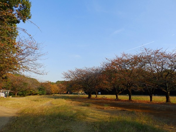 菅生緑地(樹木が立ち並び、木漏れ日を愉しめる公園。落ち着きある空間が広がります。)