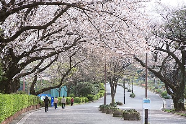 三ツ沢公園(国体やオリンピックにも使われた歴史ある運動公園。Ｊリーグなども行われる。桜の名所としても有名です。)