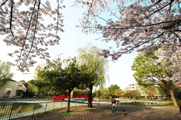 菊名池公園(大きな池のある緑豊かな公園。春になると池の周りの桜が綺麗に咲きます。夏はプールが開きます。遊具あり。)